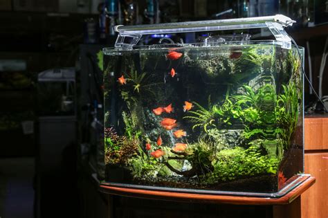 房間養魚破財|發大財不再是口號！養魚招財撇步學以致用